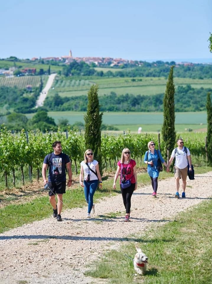 istria wine and walk